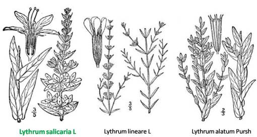 Lythrum_3spp Lythrum species