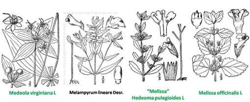Medeola-Melampyrum-Melissa