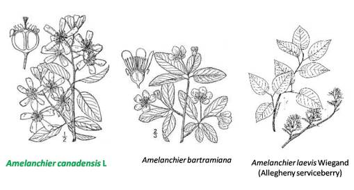 Mespilus_Amelanchier_3spp