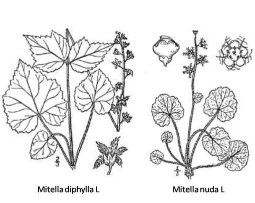 Mitella_2spp