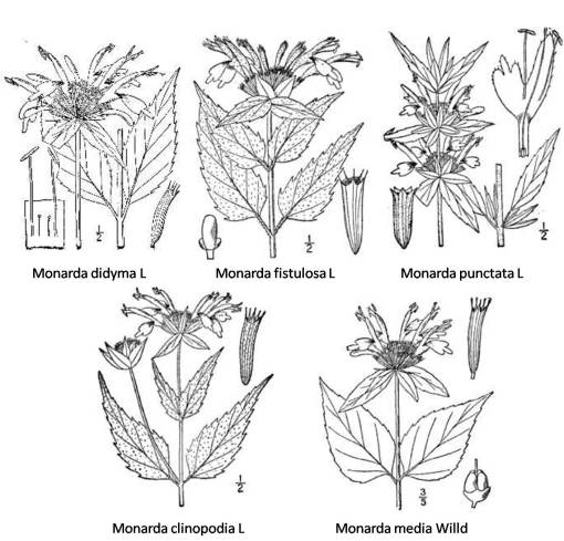 Monarda_5spp Monarda - 5 species