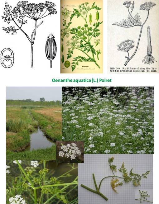 Oenanthe_5pix3spp
