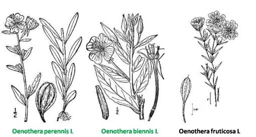 Oenothera_3spp