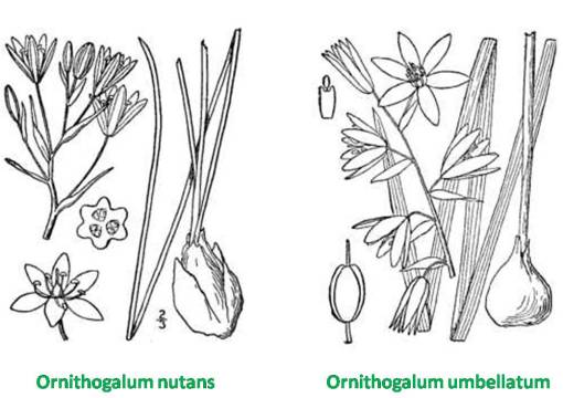 Ornithogalum_2spp