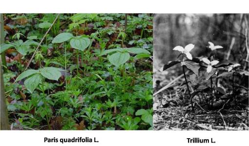 Paris-Trillium