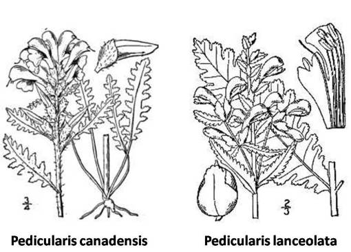 Pedicularis_2spp Pedicularis 2 species