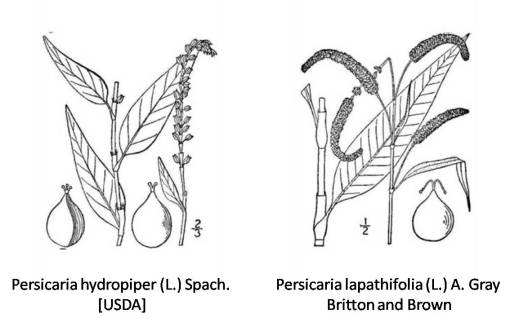 Persicaria_2spp