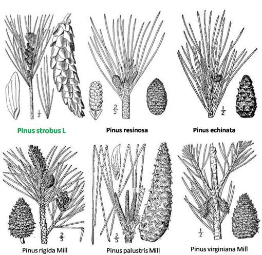 Pinus_6spp