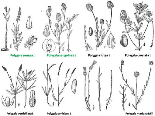 Polygala_8spp