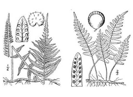 Polypodium_2spp