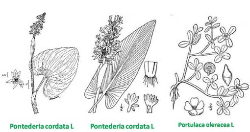 Pontedaria2spp_Portulacca