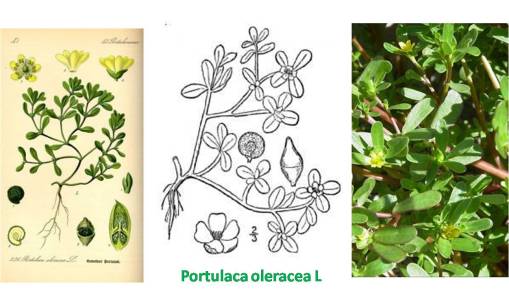PortulacaoleraceaL_3imgs