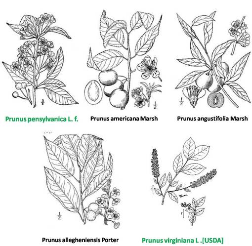 Prunus_5spp