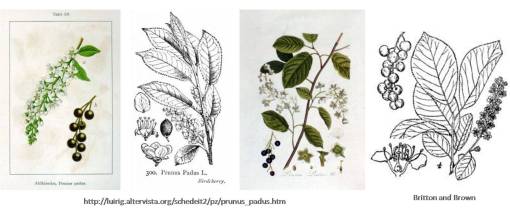 Prunuspadus_4images