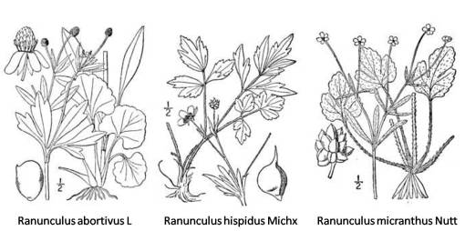 Ranunculus_3spp