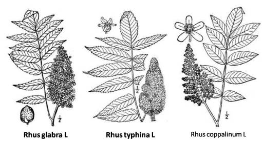 Rhus_3spp