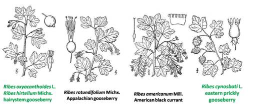 Ribes_4spp