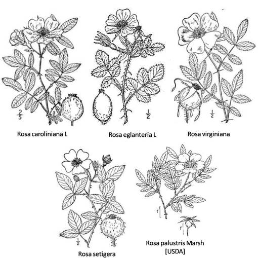 Rosa_5spp