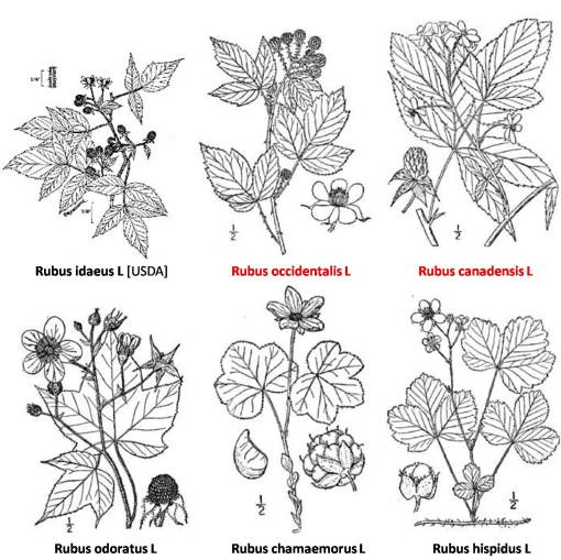 Rubus_6spp