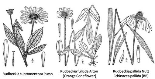 Rudbeckia_3spp_2