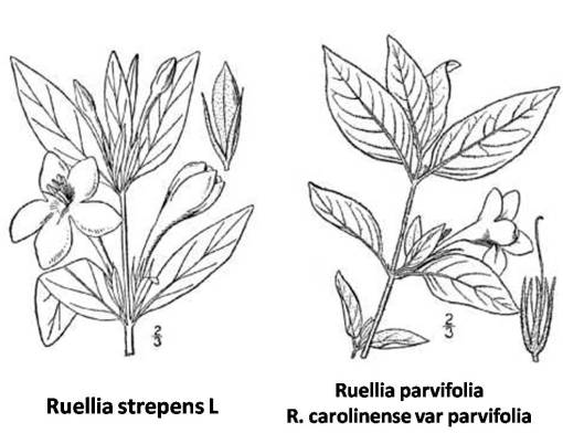 Ruellia_2spp