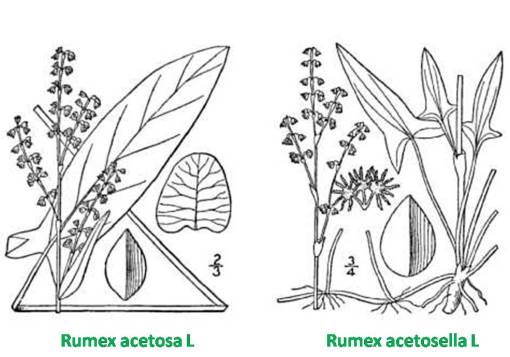 Rumex-acetosa-acetosella