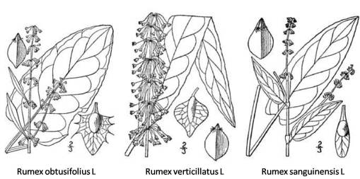 Rumex_3spp_Native