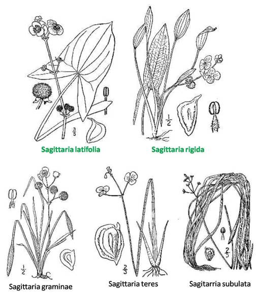 Sagittaria_5spp