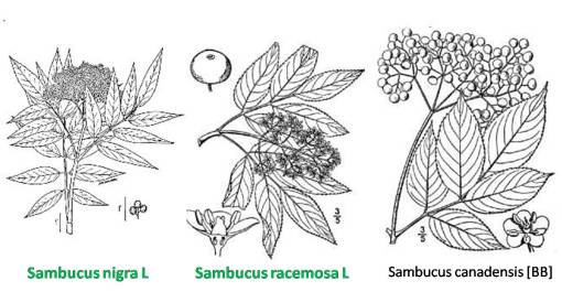 Sambucus_3spp