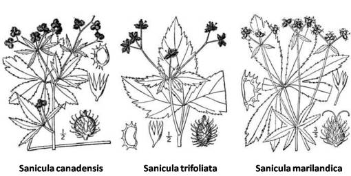 Sanicula_3spp
