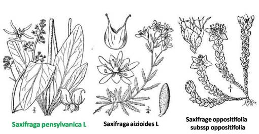 Saxifraga_3spp