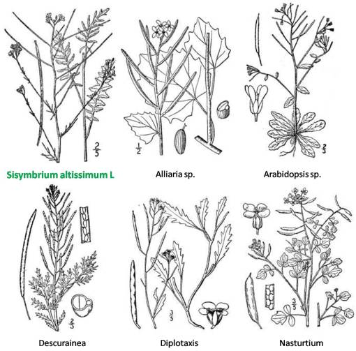 Sisymbrium_5allies
