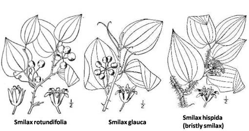 Smilax_3spp