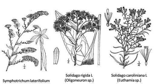 Solidago_3allies