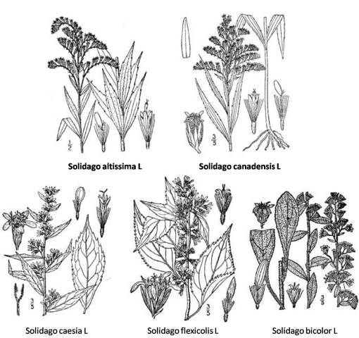 Solidago_5spp