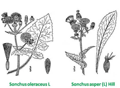 Sonchus_2spp