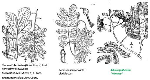 sophora_mimosa_3imgs
