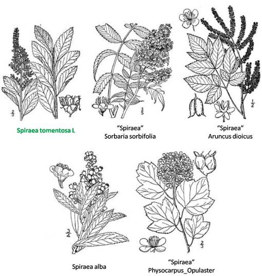 Spiraea_5spp