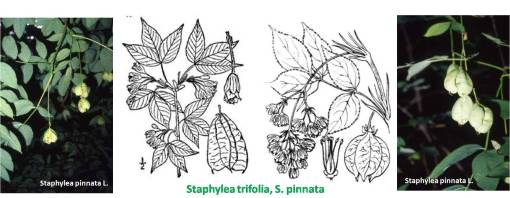 Staphylea_4imgs