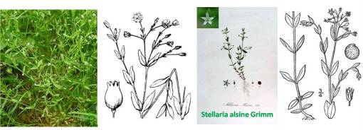 StellariaAlsineL