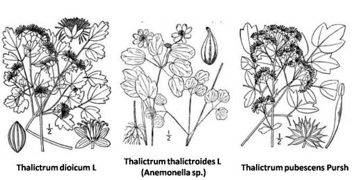 Thalictrum_3spp_1