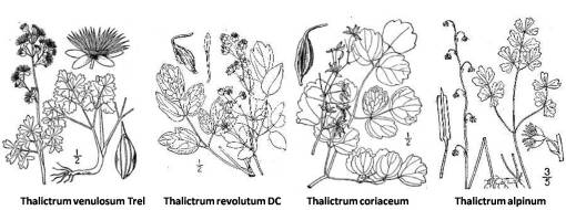Thalictrum_4spp_2