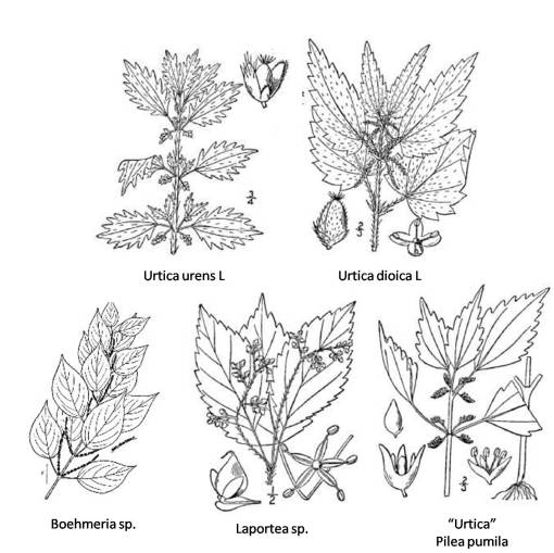 Urtica_5spp