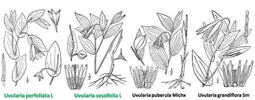 Uvularia_4spp