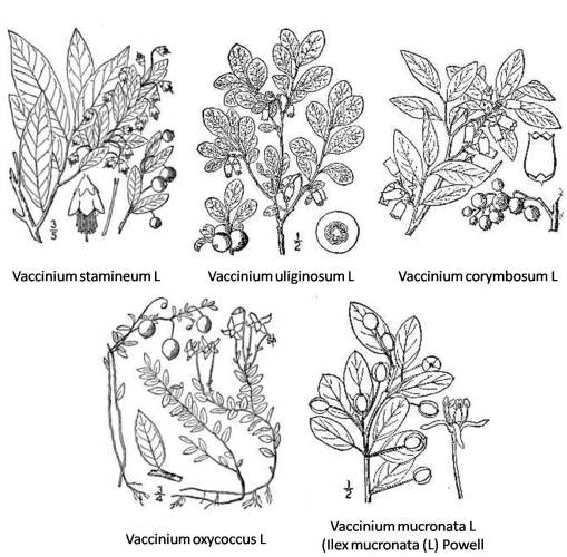Vaccinium_5spp