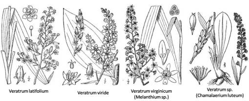 Veratrum_4spp
