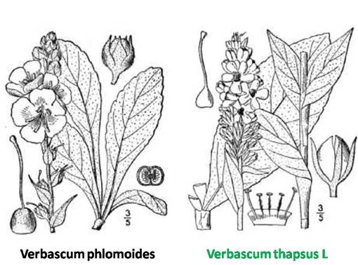 Verbascum_2spp