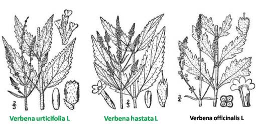 Verbena_3spp