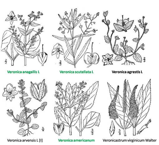 Veronica_6spp