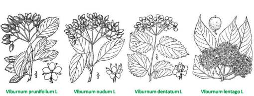 Viburnum_4spp